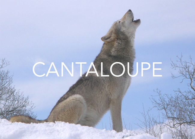 This is a weird one. Cantaloupe melons take their name from Cantalupo. This was an ancient papal estate on the outskirts of Rome where the first European cantaloupes were grown in the early Middle Ages. However, Cantalupo took its name from the Latin words cantare (“to sing”) and lupus (“wolf"). We have a feeling the people in Cantalupo heard lots of howling wolves.