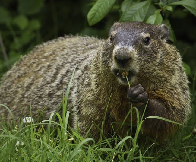 I want to be the next Punxsutawney Phil.