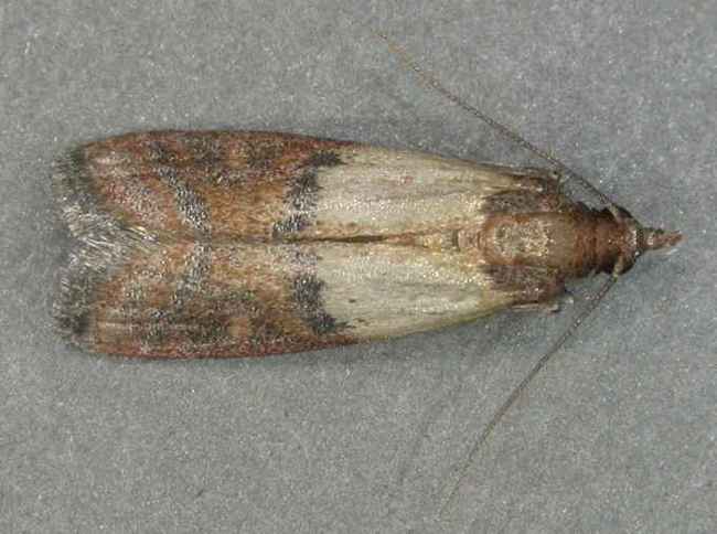 13. Meal Moths - Contaminate your food with their poop.