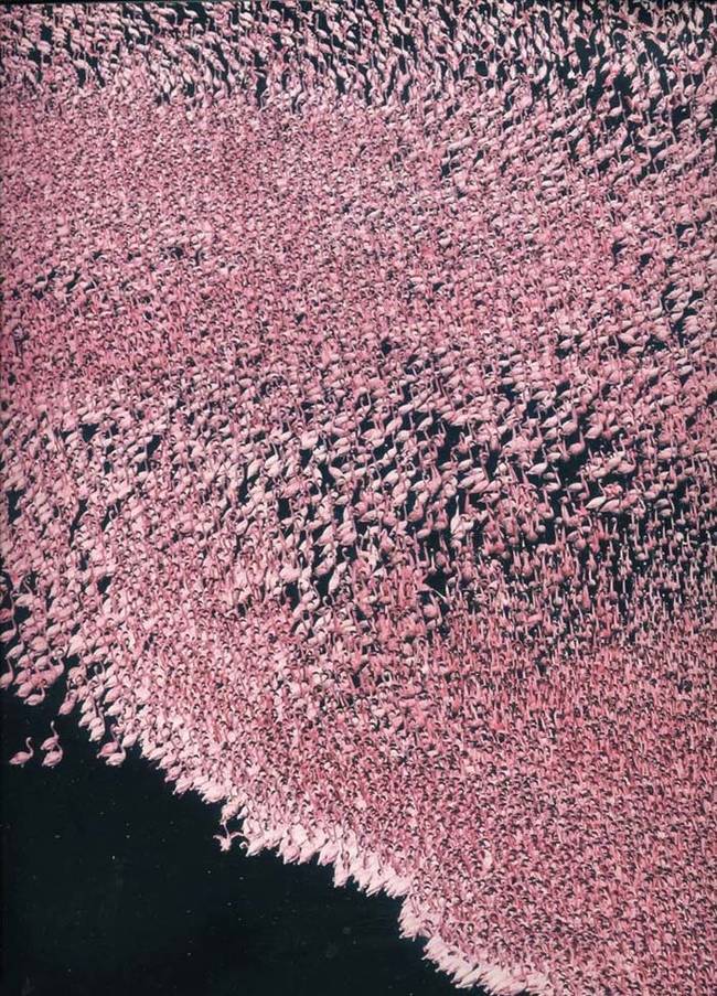 Flamingos.