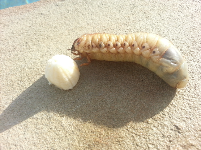 I imagine this grub just ate that entire banana in one gross gulp.