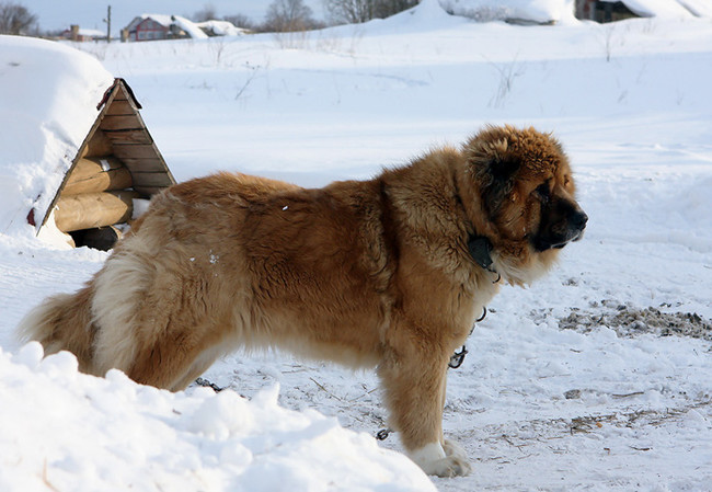 Caucasian Shepherd