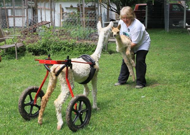 This alpaca just wants to make friends.