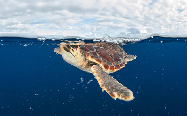 One majestic sea turtle...