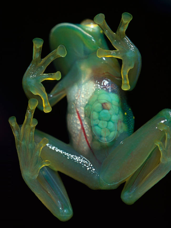 18.) Glass Frog