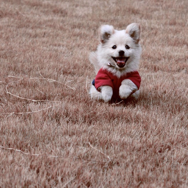 Puppy, or a big ping pong ball?