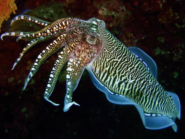 4.) Cuttlefish