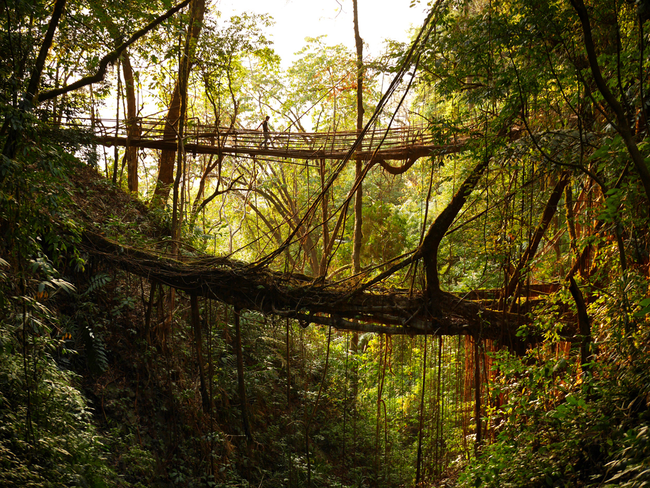 With thirteen times the annual rainfall of Seattle, this super-soaked climate allows giant rubber tree to grow to amazing heights.