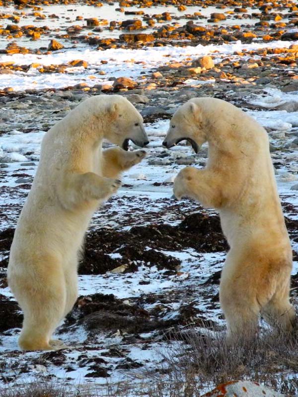 Filmmakers flock to Churchill to see the bears, who can often be found sparring...