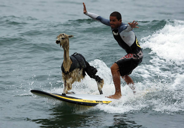 This llama isn't even afraid of the guy trying to scare him that's right behind him.