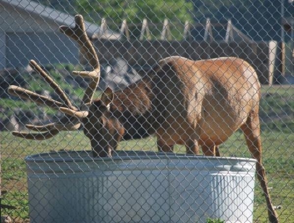 Shooter kept dipping his head into the water...