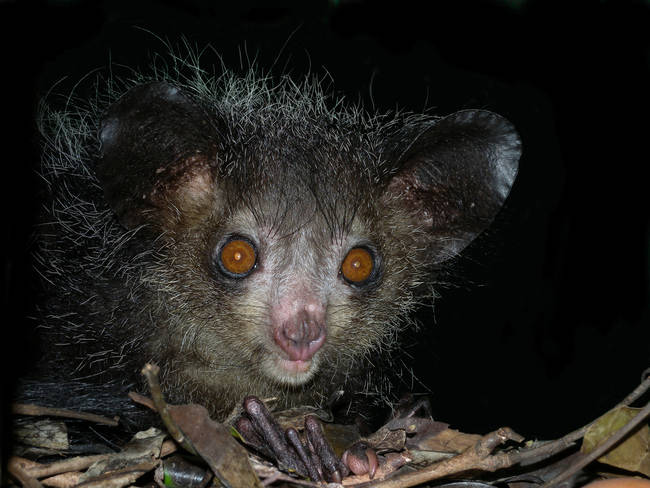 3.) The Aye-Aye