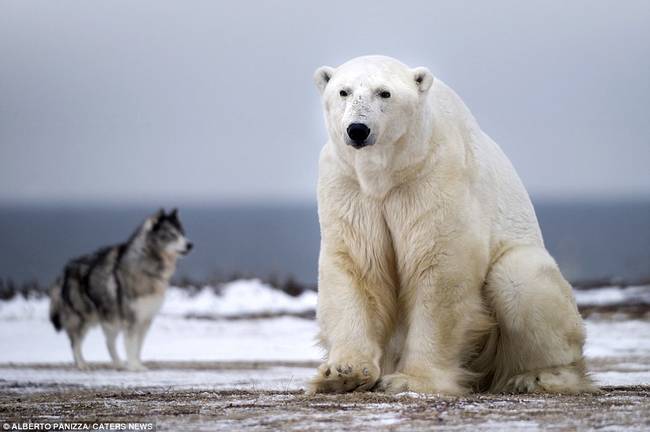 Our "attacker" just wished to have made a friend. This was not the kind of wolf he's used to.