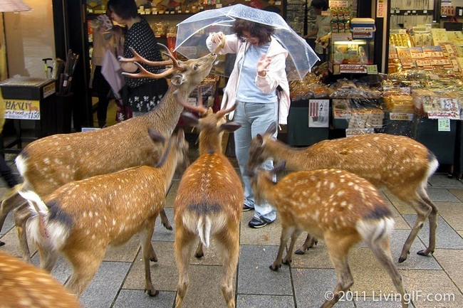 They mostly stick to their park habitat, but many also roam into local businesses.