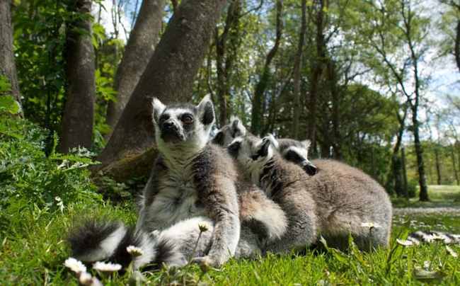 36.) Who knew lemurs were so cute?