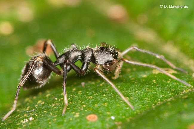 A spider tricking its prey that it's an ant.