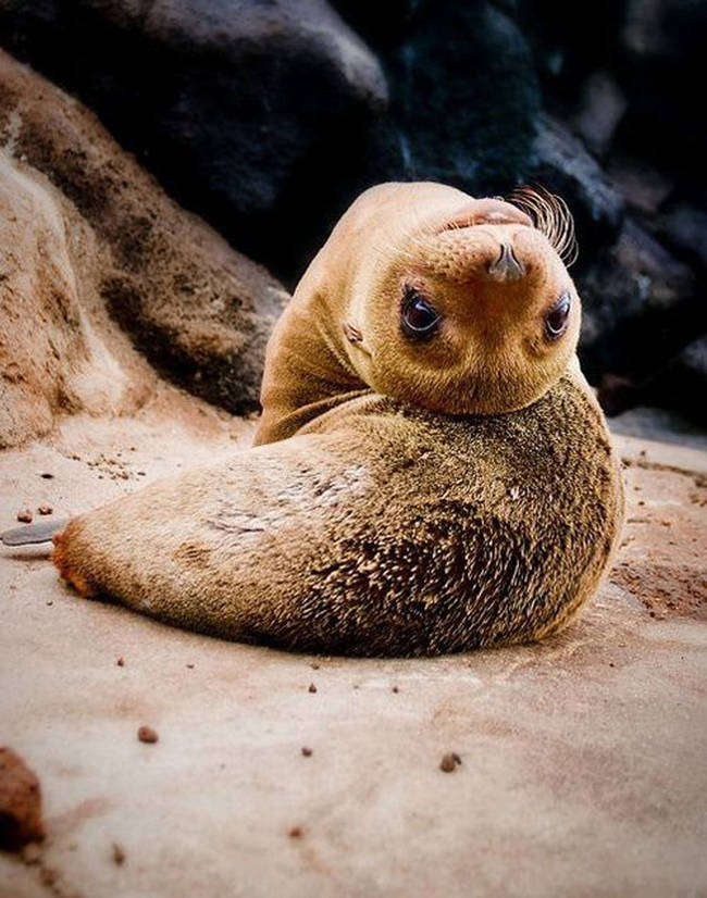 This seal who just wanted to say "Hey."