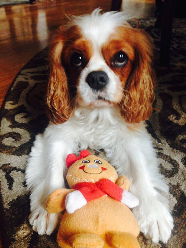 Bake a batch of delicious gingerbread men to share with Santa.