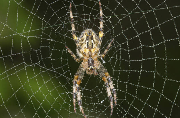 Spiders make music on the web.