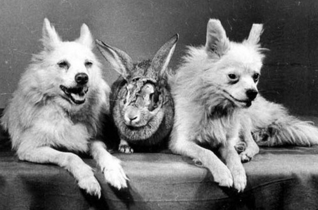 In 1959 the Soviets launched to more dogs up into space, along with a rabbit named Marfusha, because I guess why not?