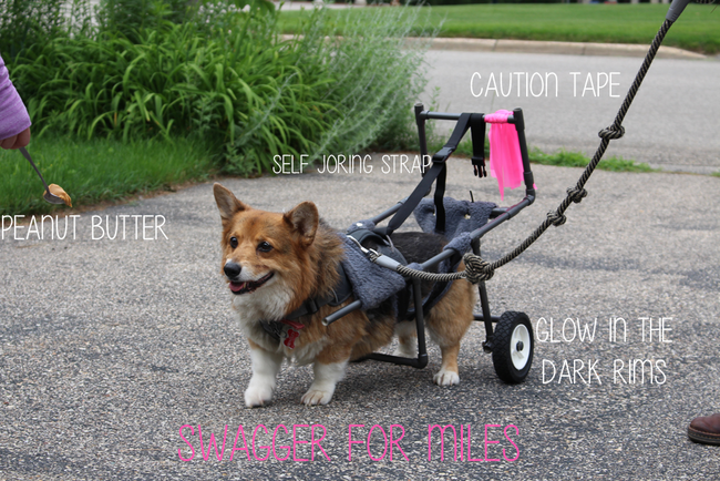 Barbi explains the jouring strap as something she "mostly made up" based on sled dogs. It helps Bentley to pull from the back of the cart instead of having all the drag come from the sling.