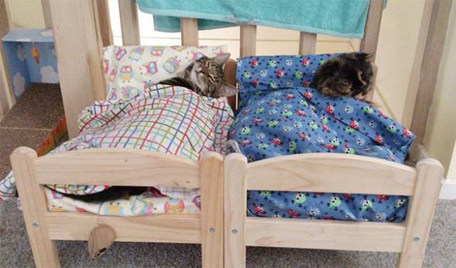 Two kitties sleeping next to each other in matching human beds! #icant