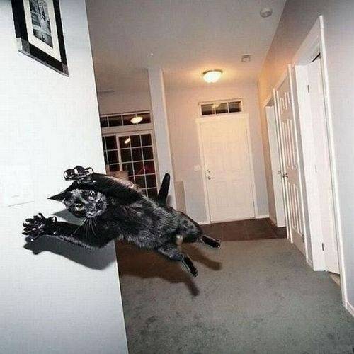 Look out! Flying rogue kitty!