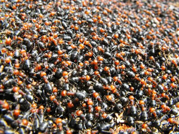 19.) Ant colonies can range from a few dozen to trillions.