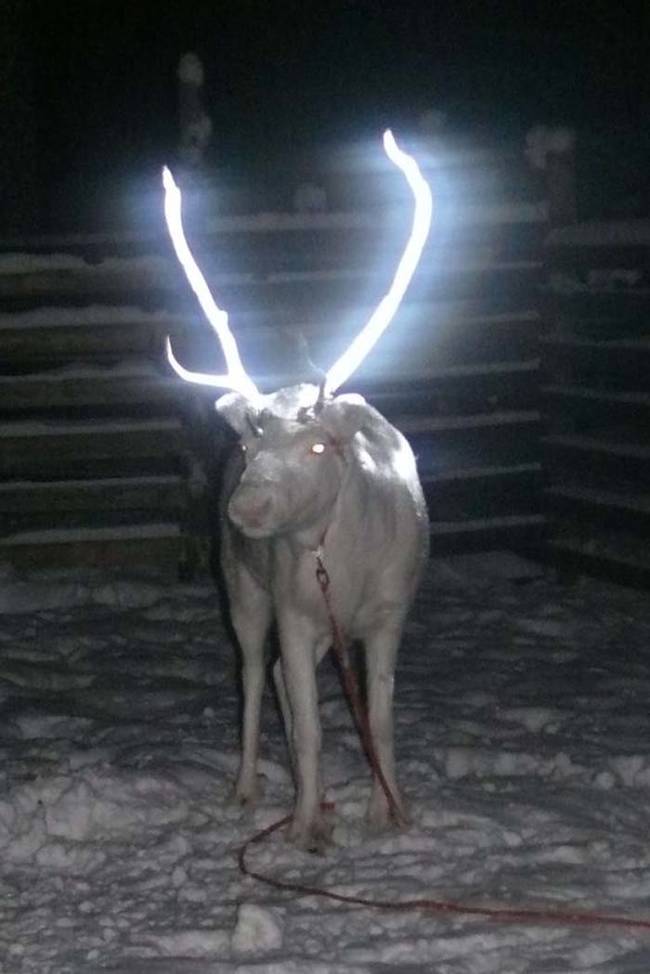 2.) Reindeer antlers are spray painted in Finland.