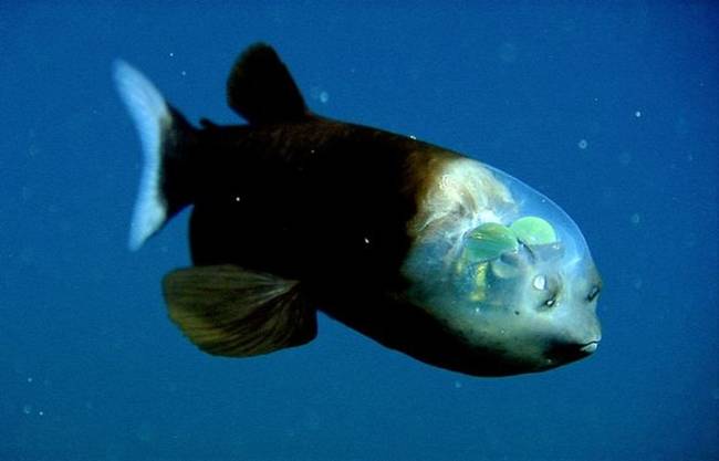 17.) Barreleye Fish