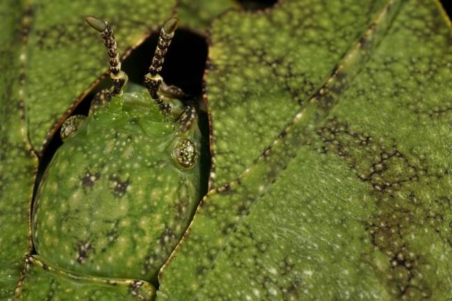 The Walking Leaf Insect