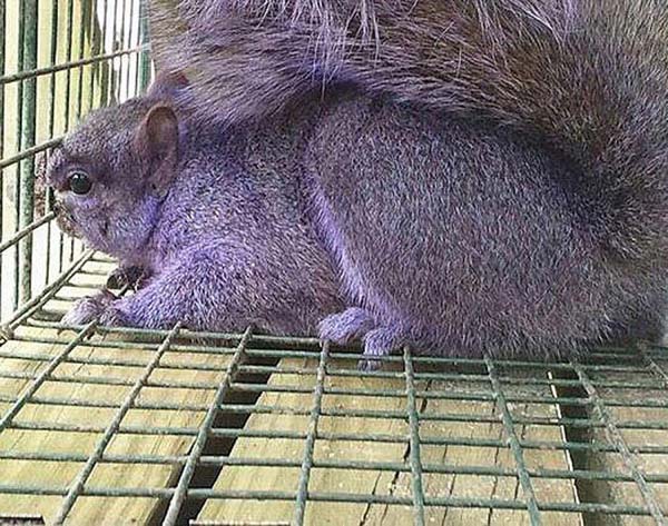 14.) Purple squirrel: This squirrel with a purple hue was caught recently in Pennsylvania, delighting people online.