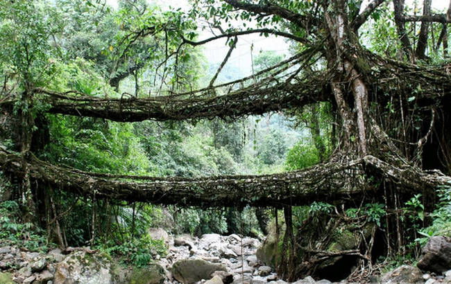 The Living Bridges of Cherrapunji