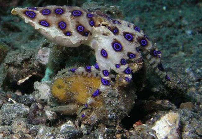 3.) Blue Ringed Octopus.