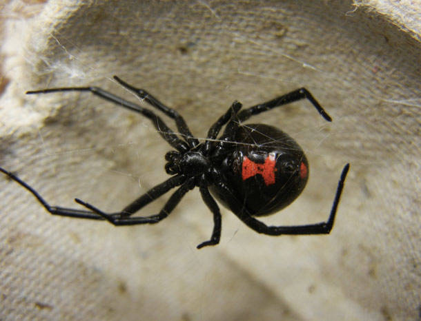 Black Widow Spider