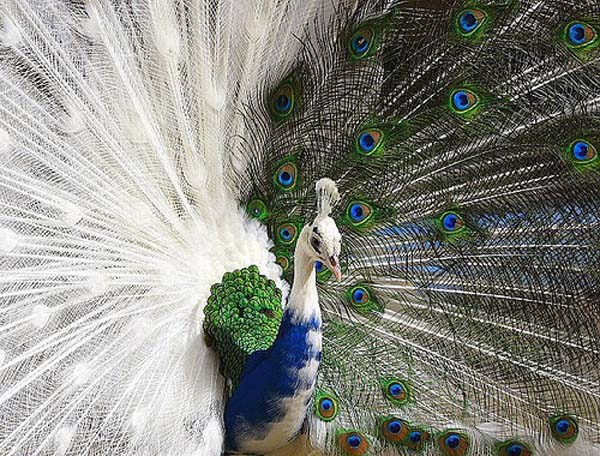 2.) A peacock only a mother could love.