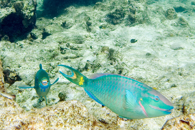 26.) Parrotfish