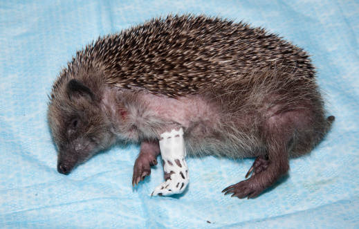 Saint Tiggywinkles gives great advice on how to care for an injured hedgehog, should you come across one on your own.