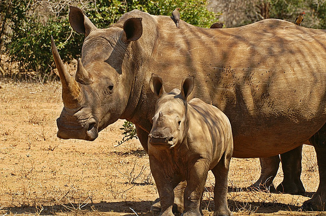 11.) White Rhinos