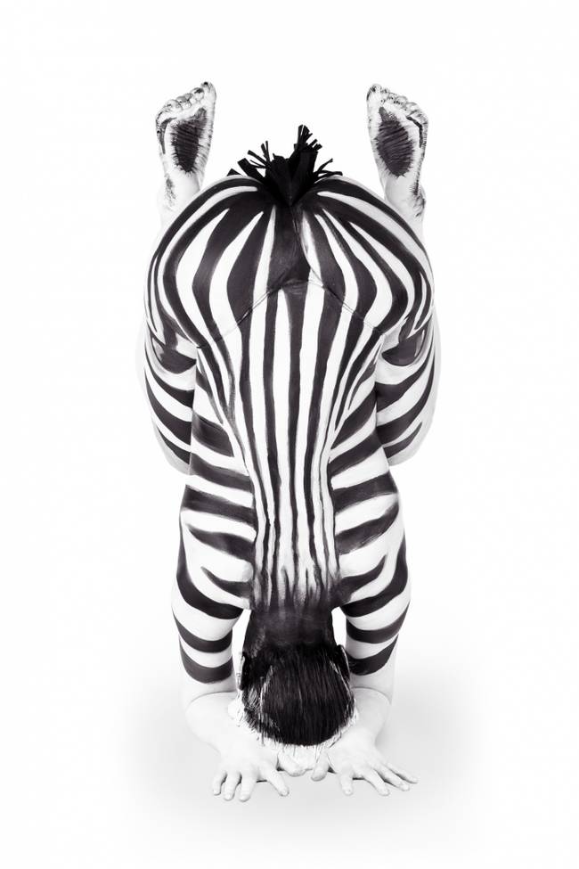 Zebra