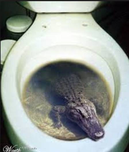 There have been reports of rats, snakes, and even small alligators crawling up through people’s toilets.