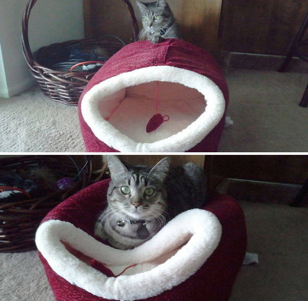 Clearly, this is how this cat bed was intended to be used.