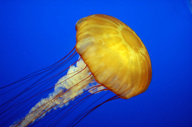 22.) Jellyfish aren't actually fish.