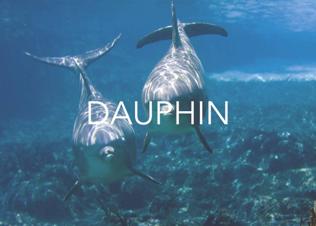 The former title for the king of France comes from their word for "dolphin," though no one is really sure why they decided to give him the nickname.