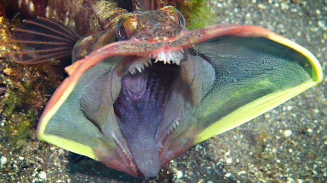 7.) Sarcastic Fringehead