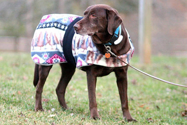 Wrap up your bigger dogs in <a href="https://www.etsy.com/listing/217166089/dog-jacket-dog-coat-handmade-pet-clothes" target="_blank">a nice fleece lined coat</a>.