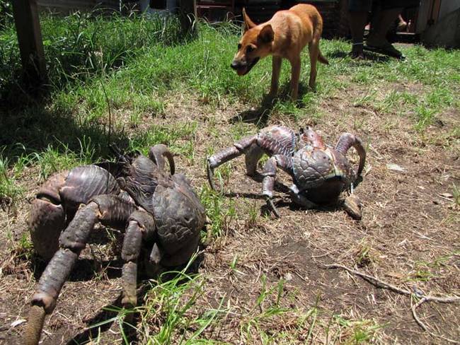 Unlike their seafaring relatives, coconut crabs are completely adapted to life on land. They'll drown if they're submerged in water for too long.