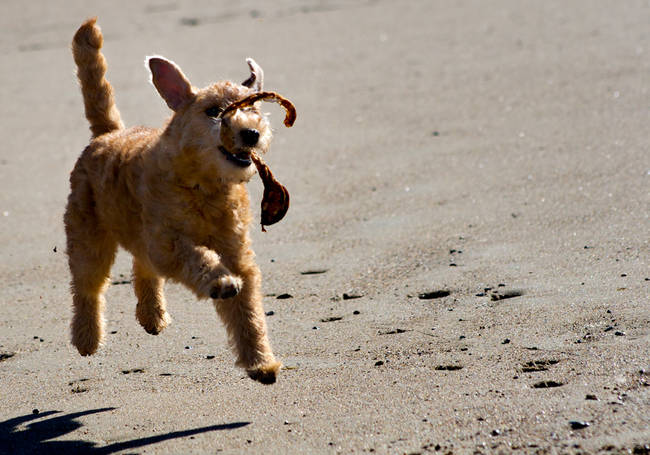 To feel the sand beneath my paws more often!