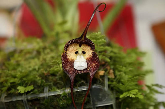 Monkey Orchid (Dracula simia)