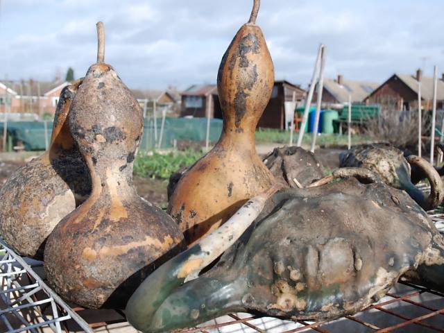 Some of these gourds look like horseshoe crabs.